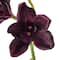 Tropical Cymbidium Spray by Ashland®